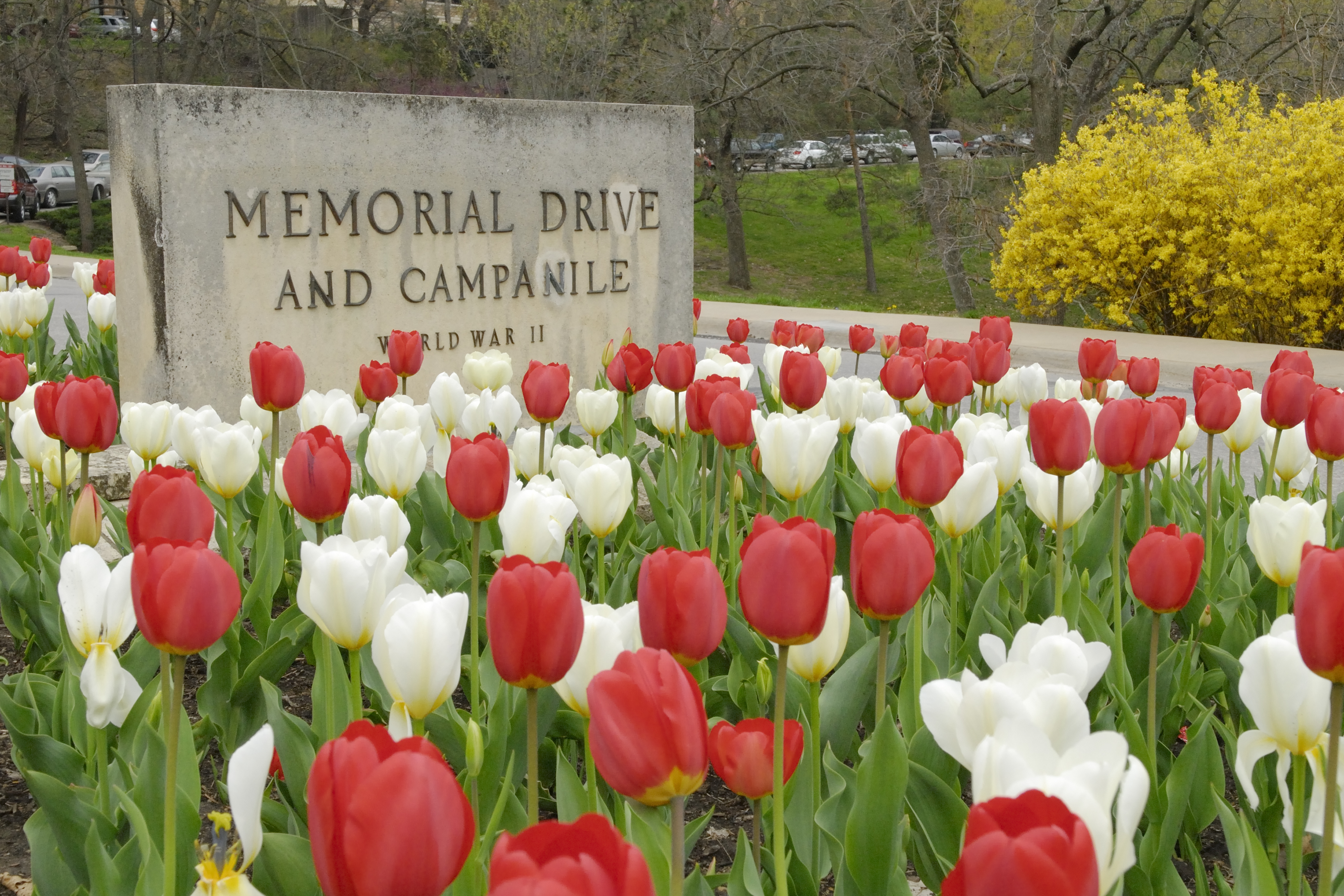 Red and white tulips in front of a cement sign reading “Memorial Drive and Campanile: World War II”