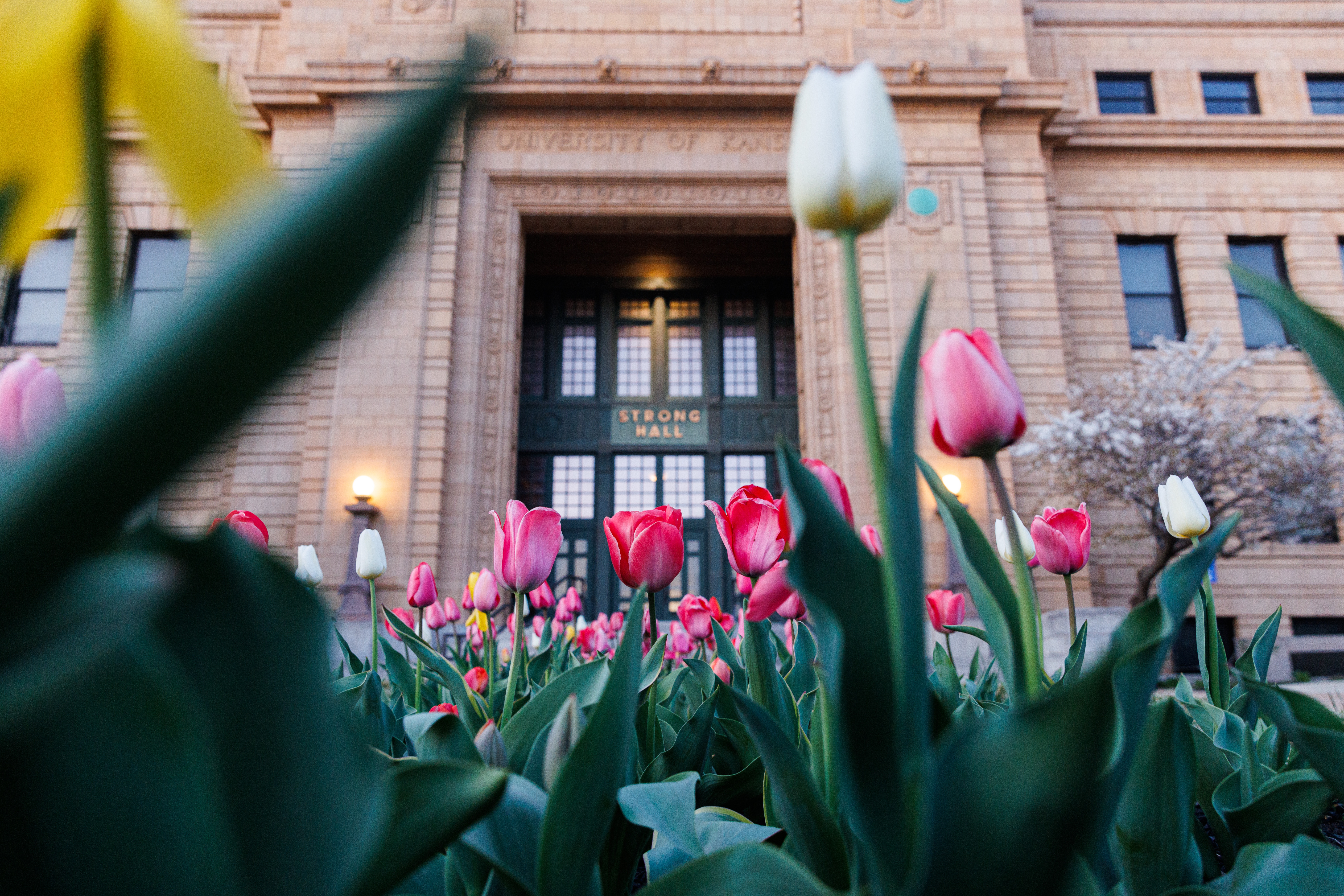 A closeup of tulips blooming in front of Strong Hall