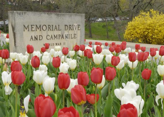 Red and white tulips in front of a cement sign reading “Memorial Drive and Campanile: World War II”