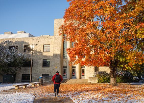 a student walking towards Lindley Hall passes near a tree with changing leaves