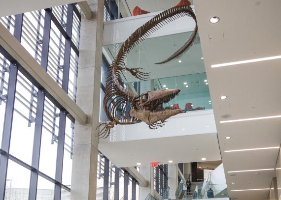 A skeletal fossil of a mosasaur hangs above a stairway in the Earth, Energy & Environment Center