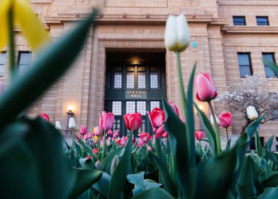 A closeup of tulips blooming in front of Strong Hall
